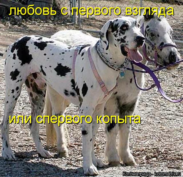 Котоматрица: любовь с первого взгляда  или спервого копыта