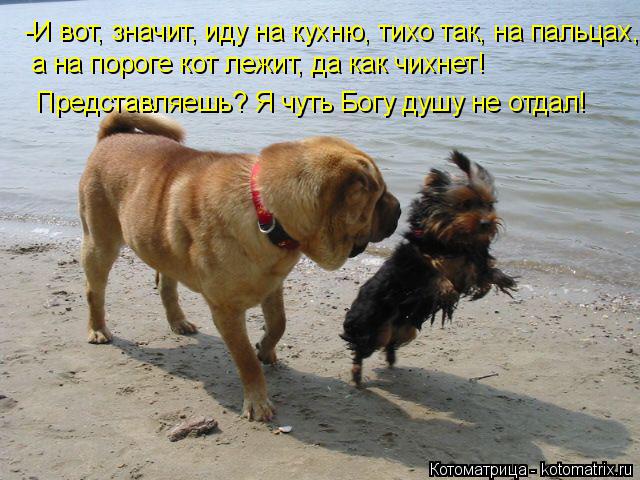 Котоматрица: -И вот, значит, иду на кухню, тихо так, на пальцах, а на пороге кот лежит, да как чихнет! Представляешь? Я чуть Богу душу не отдал!