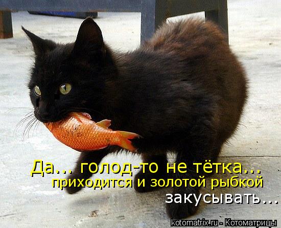 Котоматрица: Да... голод-то не тётка... приходится и золотой рыбкой  закусывать...