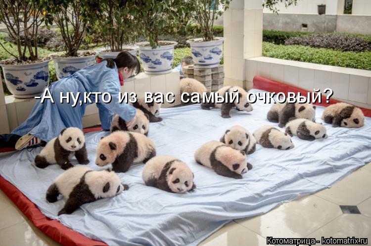 Котоматрица: -А ну,кто из вас самый очковый?