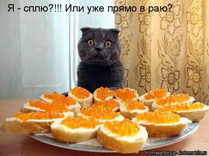 Котоматрица: Я - сплю?!!! Или уже прямо в раю?