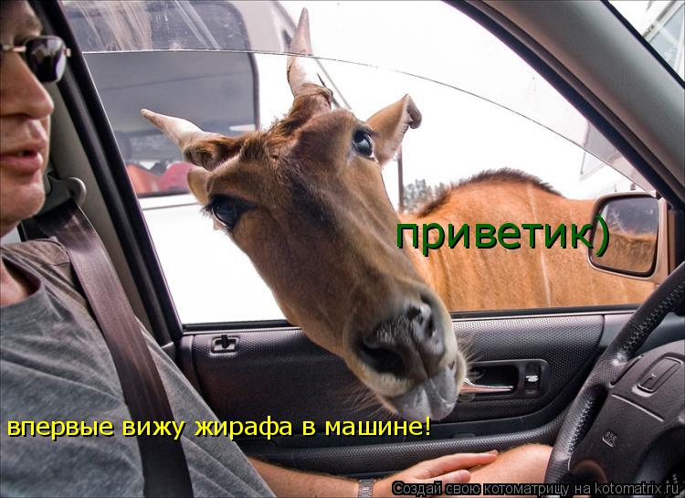 Котоматрица: приветик) впервые вижу жирафа в машине!