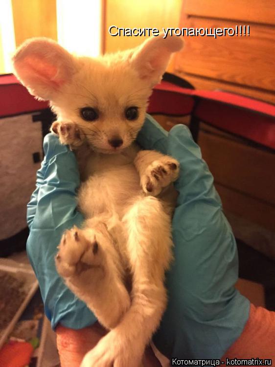 Котоматрица: Спасите утопающего!!!!