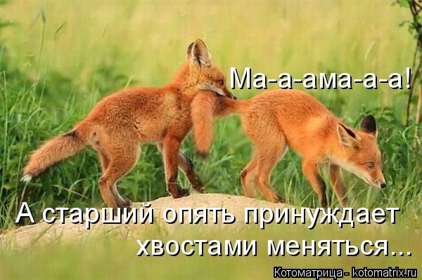 Котоматрица: Ма-а-ама-а-а! А старший опять принуждает хвостами меняться...