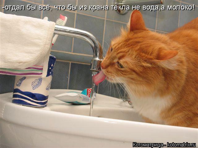Котоматрица: -отдал бы всё, что бы из крана текла не вода,а молоко!