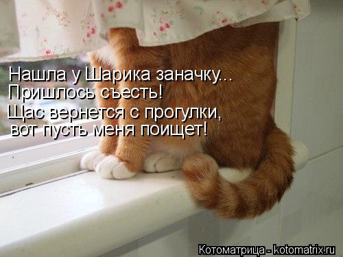 Котоматрица: Нашла у Шарика заначку... Пришлось съесть! Щас вернется с прогулки,  вот пусть меня поищет!