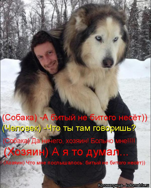 (Собака) -А битый не битого несёт)) (Человек) -Что ты там говоришь? (Собака) Да ничего, хозяин! Больн... Котоматрица: (Собака) -А битый не битого несёт)) (Человек) -Что ты там говоришь? (Собака) Да ничего, хозяин! Больно мне!!!! (Хозяин) А я то думал... (Хозяин) Что мн