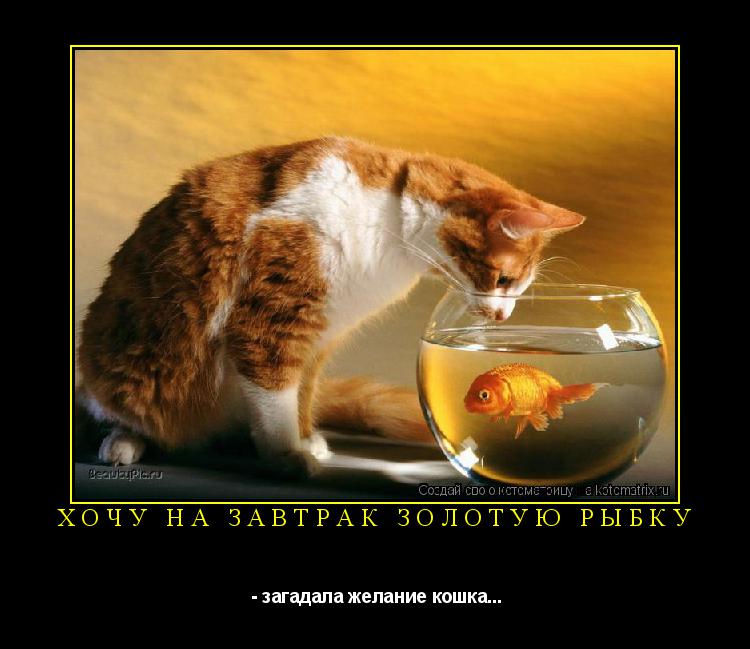 Котоматрица: ХОЧУ НА ЗАВТРАК ЗОЛОТУЮ РЫБКУ  - загадала желание кошка...