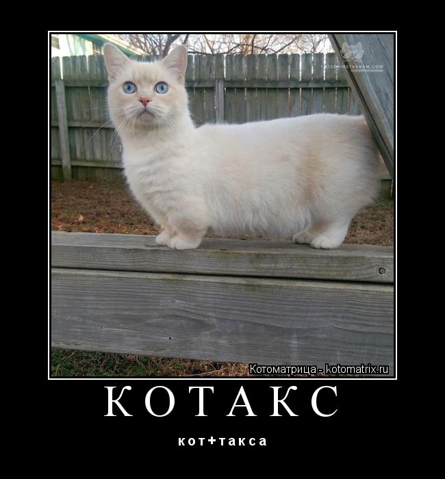 Котоматрица: КОТАКС к о т + т а к с а