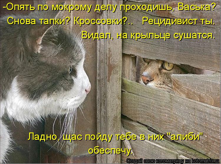 -Опять по мокрому делу проходишь, Васька? Снова тапки? Кроссовки?.. Рецидивист ты. Видал, на крыль... Котоматрица: -Опять по мокрому делу проходишь, Васька? Снова тапки? Кроссовки?.. Рецидивист ты. Видал, на крыльце сушатся. Ладно, щас пойду тебе в них "али