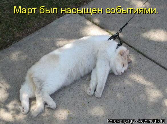 Котоматрица: Март был насыщен событиями.