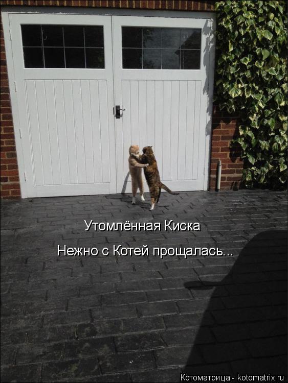Котоматрица: Нежно с Котей прощалась... Утомлённая Киска