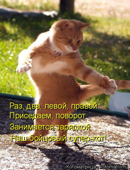Котоматрица: Раз, два, левой, правой Приседаем, поворот Занимается зарядкой Наш бойцовый супер-кот!