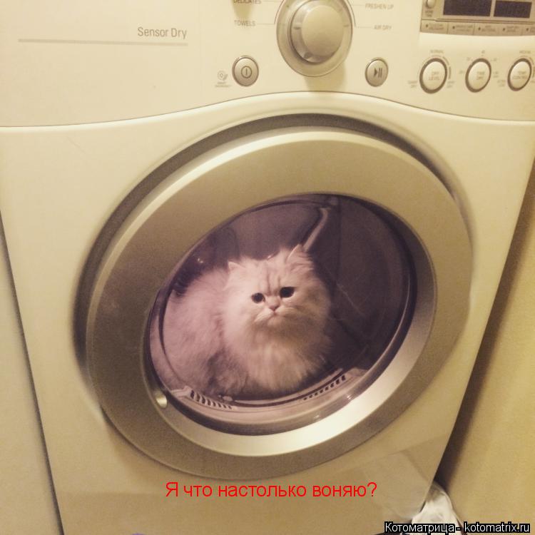 Я что настолько воняю?... Котоматрица: Я что настолько воняю?