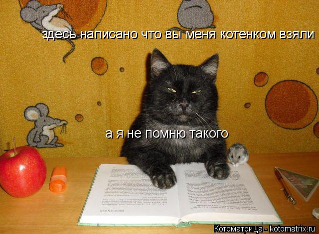 Котоматрица: здесь написано что вы меня котенком взяли а я не помню такого