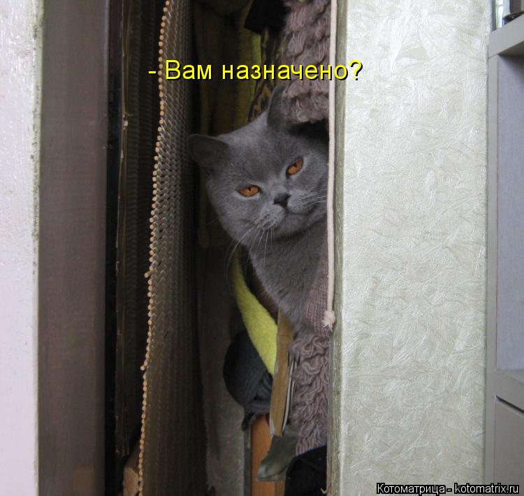 Котоматрица: - Вам назначено?