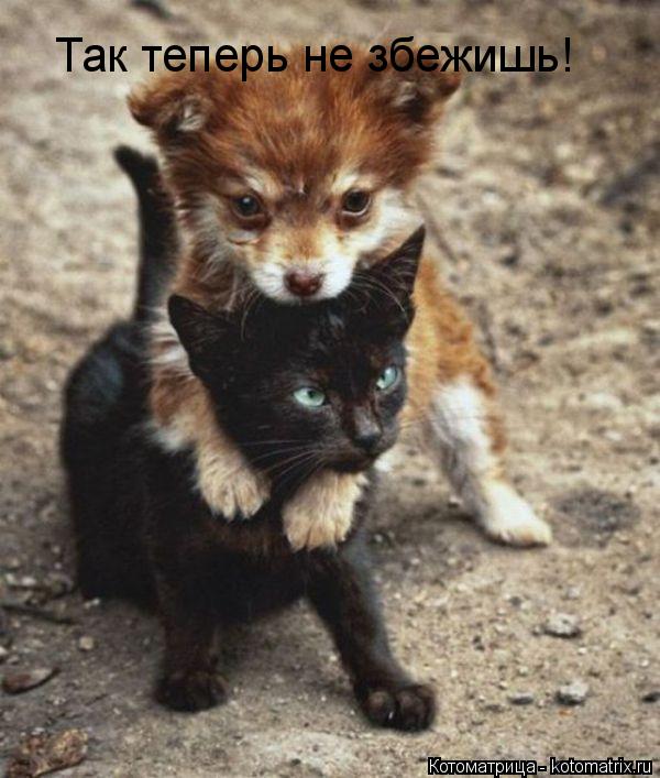 Котоматрица: Так теперь не збежишь!