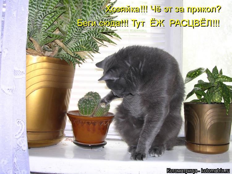 Хозяйка!!! Чё эт за прикол? Беги сюда!!! Тут ЁЖ РАСЦВЁЛ!!!... Котоматрица: Хозяйка!!! Чё эт за прикол? Беги сюда!!! Тут ЁЖ РАСЦВЁЛ!!!