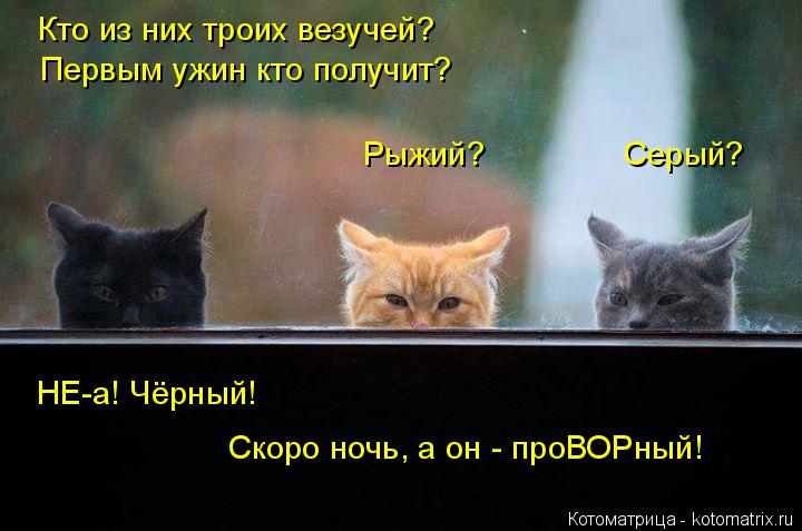 Кто из них троих везучей? Первым ужин кто получит? Рыжий? Серый? НЕ-а! Чёрный! Скоро н... Котоматрица: Кто из них троих везучей? Первым ужин кто получит? Рыжий? Серый? НЕ-а! Чёрный! Скоро ночь, а он - проВОРный!
