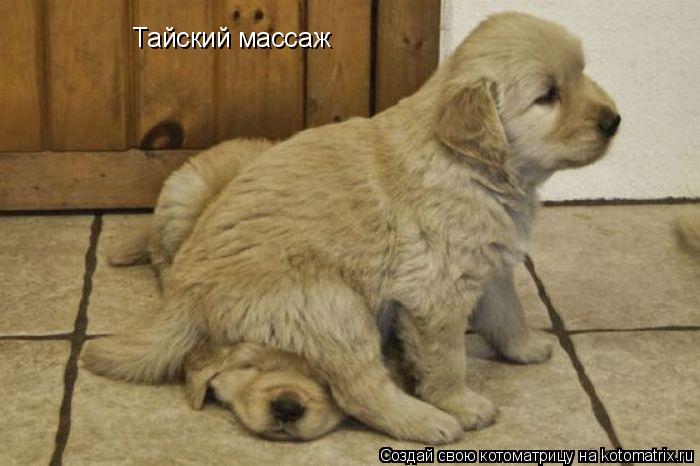 Котоматрица: Тайский массаж