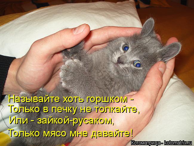 Котоматрица: Называйте хоть горшком - Только в печку не толкайте, Или - зайкой-русаком, Только мясо мне давайте!