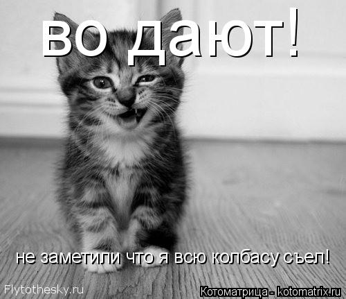 Котоматрица: во дают! не заметили что я всю колбасу съел!