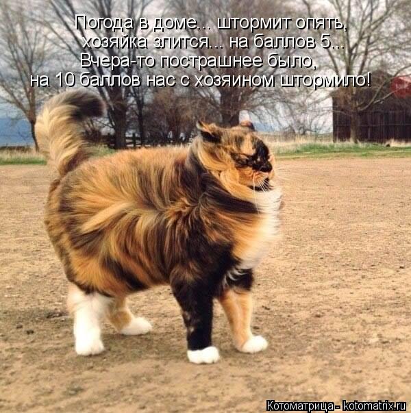 Котоматрица: Погода в доме... штормит опять,  хозяйка злится... на баллов 5... Вчера-то пострашнее было,  на 10 баллов нас с хозяином штормило!