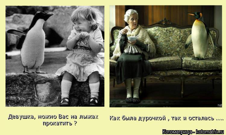 Котоматрица: Девушка, можно Вас на лыжах прокатить ? Как была дурочкой , так и осталась ....