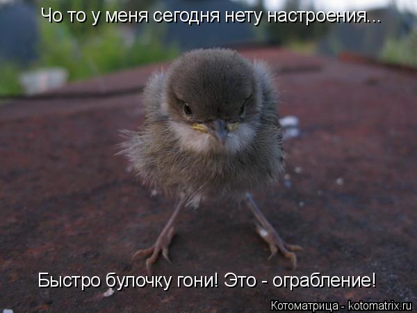 Котоматрица: Чо то у меня сегодня нету настроения... Быстро булочку гони! Это - ограбление!