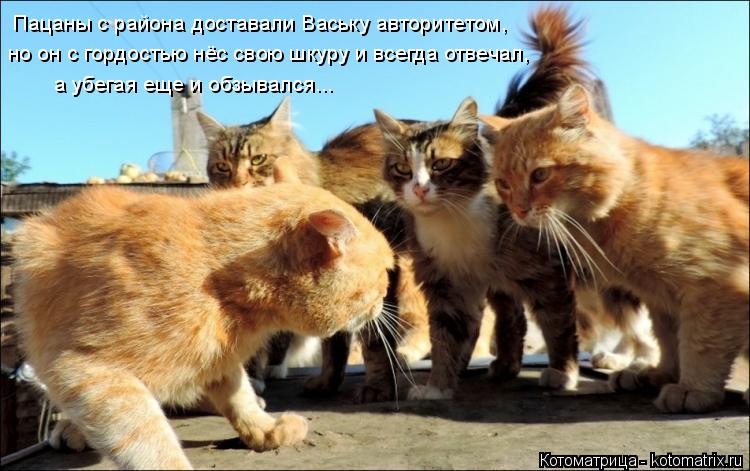 Котоматрица: Пацаны с района доставали Ваську авторитетом, но он с гордостью нёс свою шкуру и всегда отвечал, а убегая еще и обзывался...