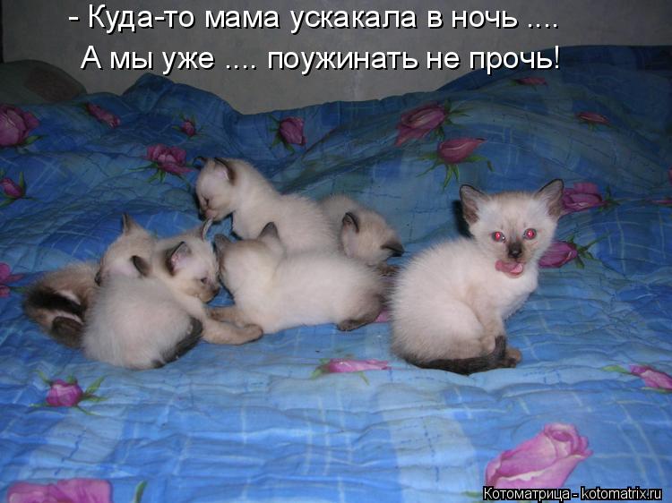 Котоматрица: А мы уже .... поужинать не прочь! - Куда-то мама ускакала в ночь ....