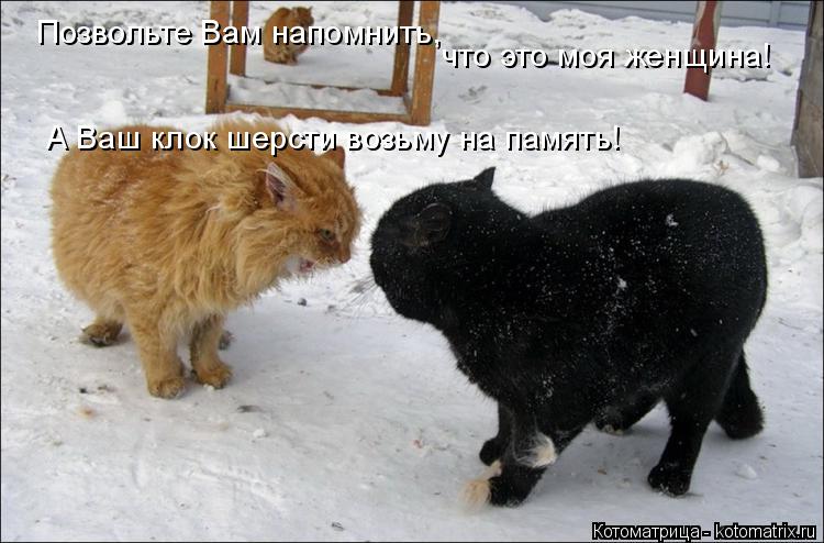 Котоматрица: Позвольте Вам напомнить, А Ваш клок шерсти возьму на память! что это моя женщина!