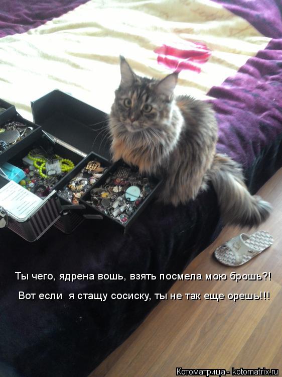 Котоматрица: Ты чего, ядрена вошь, взять посмела мою брошь?! Вот если  я стащу сосиску, ты не так еще орешь!!!