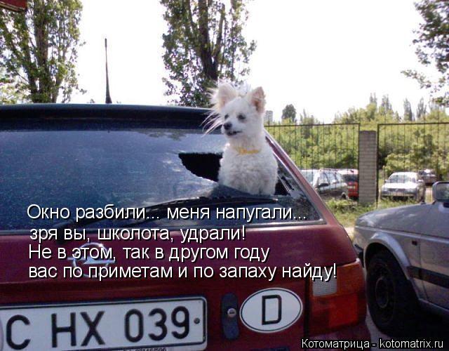 Котоматрица: Окно разбили... меня напугали... зря вы, школота, удрали! Не в этом, так в другом году вас по приметам и по запаху найду!