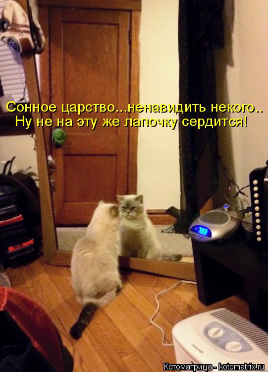 Котоматрица: Сонное царство...ненавидить некого.. Ну не на эту же лапочку сердится!