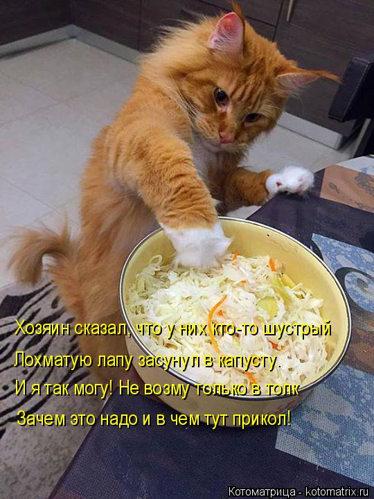 Лохматую лапу засунул в капусту. Хозяин сказал, что у них кто-то шустрый И я так могу! Не возму тольк... Котоматрица: Лохматую лапу засунул в капусту. Хозяин сказал, что у них кто-то шустрый И я так могу! Не возму только в толк Зачем это надо и в чем тут прикол!
