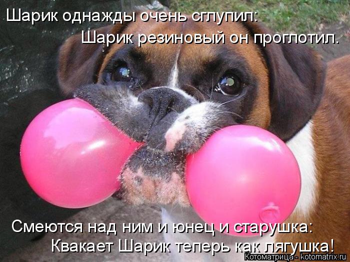 Котоматрица: Шарик однажды очень сглупил:  Шарик резиновый он проглотил. Квакает Шарик теперь как лягушка! Смеются над ним и юнец и старушка: