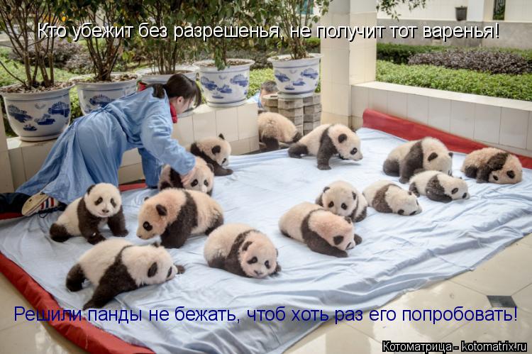 Котоматрица: Кто убежит без разрешенья, не получит тот варенья! Решили панды не бежать, чтоб хоть раз его попробовать!