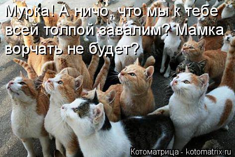 Мурка! А ничо, что мы к тебе всей толпой завалим? Мамка ворчать не будет?... Котоматрица: Мурка! А ничо, что мы к тебе всей толпой завалим? Мамка ворчать не будет?