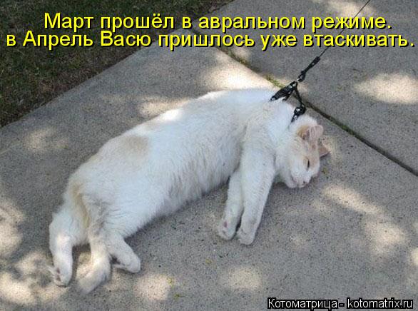 в Апрель Васю пришлось уже втаскивать. Март прошёл в авральном режиме.... Котоматрица: в Апрель Васю пришлось уже втаскивать. Март прошёл в авральном режиме.