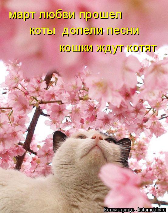 Котоматрица: март любви прошел коты  допели песни кошки ждут котят