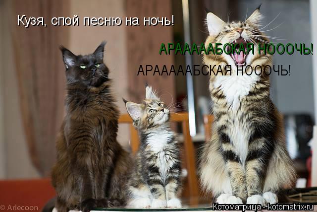 Котоматрица: Кузя, спой песню на ночь! АРАААААБСКАЯ НОООЧЬ!  АРАААААБСКАЯ НОООЧЬ!