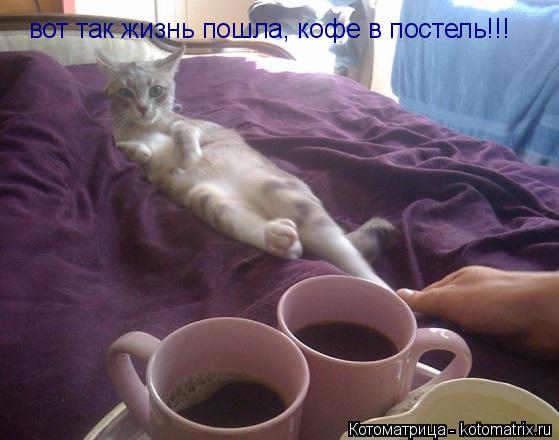 Котоматрица: вот так жизнь пошла, кофе в постель!!!