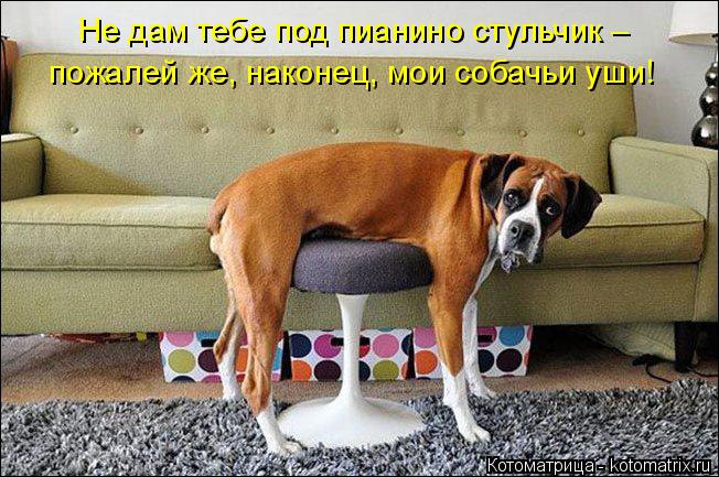 Котоматрица: Не дам тебе под пианино стульчик – пожалей же, наконец, мои собачьи уши!