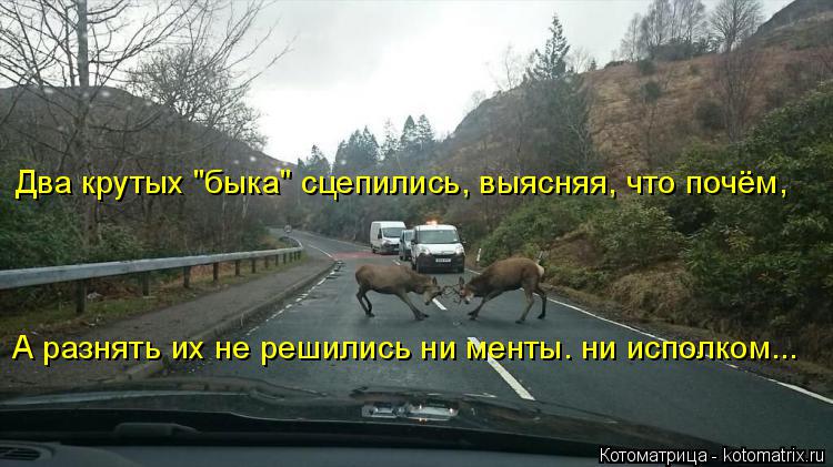 Котоматрица: Два крутых "быка" сцепились, выясняя, что почём, А разнять их не решились ни менты. ни исполком...