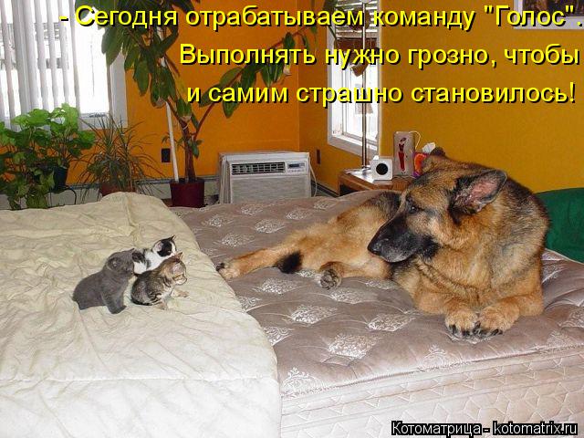 - Сегодня отрабатываем команду "Голос". Выполнять нужно грозно, чтобы и самим страшно становилось!... Котоматрица: - Сегодня отрабатываем команду "Голос". Выполнять нужно грозно, чтобы и самим страшно становилось!
