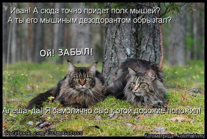 Котоматрица: Иван! А сюда точно придет полк мышей? Алеша, да! Я самолично сыр к этой дорожке положил! А ты его мышиным дезодорантом обрызгал? Ой! ЗАБЫЛ!
