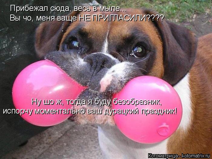 Котоматрица: Прибежал сюда, весь в мыле... Вы чо, меня ваще НЕ ПРИГЛАСИЛИ???? Ну шо ж, тогда я буду безобразник,  испорчу моментально ваш дурацкий праздник!