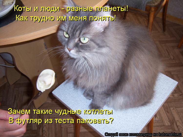 Котоматрица: Коты и люди - разные планеты! Как трудно им меня понять! Зачем такие чудные котлеты В футляр из теста паковать?