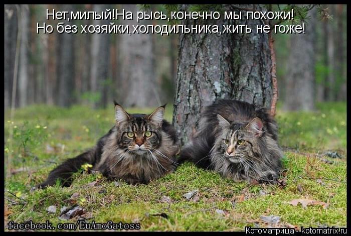 Нет,милый!На рысь,конечно мы похожи! Но без хозяйки,холодильника,жить не гоже!... Котоматрица: Нет,милый!На рысь,конечно мы похожи! Но без хозяйки,холодильника,жить не гоже!